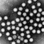 La variante genética GII.17 de Norovirus produjo numerosos brotes de náuseas, vómitos y diarrea en Asia durante el invierno 2014-2015.