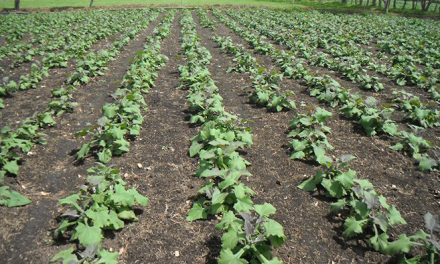 Las hojas de una planta andina podrían contribuir a tratar la diabetes