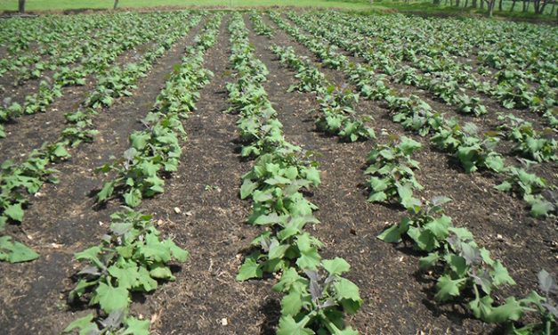 Las hojas de una planta andina podrían contribuir a tratar la diabetes