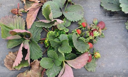 Campos de frutilla por siempre: identifican bacterias que interfieren con su cultivo y buscan combatirlas