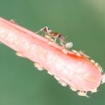 Las hormigas argentinas Linepithema humile cuidan a los pulgones que son una amenaza para los cultivos. Esos pequeños insectos toman agua y azúcar en exceso del interior de la planta y liberan por el ano gotas ricas en agua y azucares que sirven de alimento a las hormigas. 