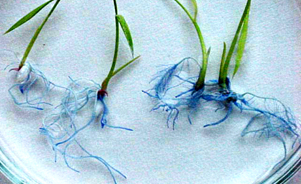 Identifican mecanismo que incrementa  las raíces de las plantas de arroz