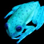 La rana punteada (Hypsiboas punctatus) - animal que habita en Argentina y otros países de Sudamérica - es el primer caso de fluorescencia en anfibios registrado por la ciencia. Créditos: Gentileza Julián Faivovich y Carlos Taboada. MACN-CONICET.