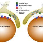 El estudio argentino verificó que los protones (partículas subatómicas) funcionan como un neurotransmisor que se libera (desde las vesículas sinápticas) en el espacio intersináptico (entre las neuronas) generando cambios eléctricos y químicos en la siguiente célula nerviosa tras activar unos canales llamados Acid Sensing Ion Channels (ASIC). Créditos: Gentileza del Dr. Mariano Di Guilmi.