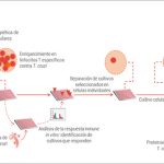 Pasos de la técnica argentina que permitirá estudiar mejor cómo se comporta el sistema inmune frente al parásito de la enfermedad de Chagas.  Créditos: Lic. Gonzalo R. Acevedo. 