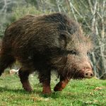 Biólogos, científicos y guardaparques de Parques Nacionales lograron proteger a la palmera Yatay de los jabalíes en el Parque Nacional El Palmar, en Entre Ríos. 