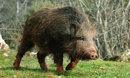 Para proteger a una palmera nativa, logran tener a raya a los jabalíes 