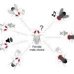 Las hembras de grupo o clúster Drosophila buzzatii se apareaban con machos de otra especie al ser engañadas con el canto grabado de machos de su especie. 