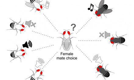 Revelan secretos y equívocos de la “serenata” nupcial de las moscas