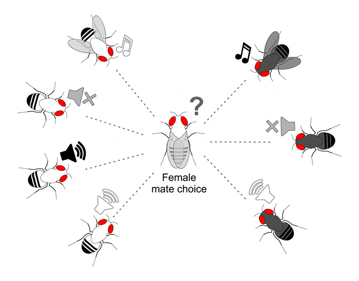 Revelan secretos y equívocos de la “serenata” nupcial de las moscas