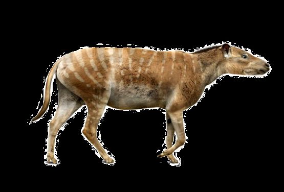 El fósil de un mamífero herbívoro recuerda que la Antártida no siempre estuvo cubierta de hielo