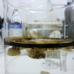 Aplicación de bacterias inmovilizadas que degradan petróleo en agua. 