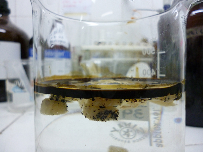 Investigan bacterias que “limpian” derrames de petróleo en el mar