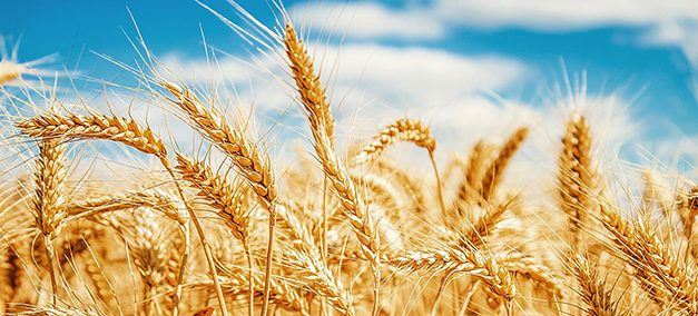 Los celíacos sin tratamiento podrían estar expuestos a mayor riesgo cardiovascular  