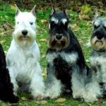 Los perros schnauzer miniatura son particularmente propensos a infecciones por ciertas micobacterias, que, en algunos casos, podrían transmitir a sus dueños. 