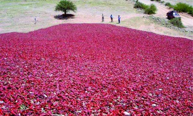 Obtienen los primeros datos sobre la calidad microbiológica de pimentón de producción nacional 