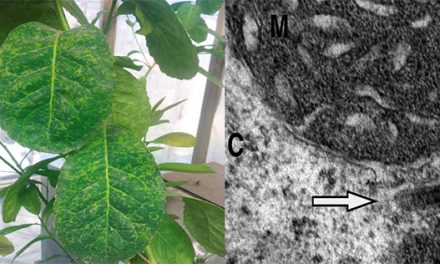 Identifican un virus de la yerba mate 