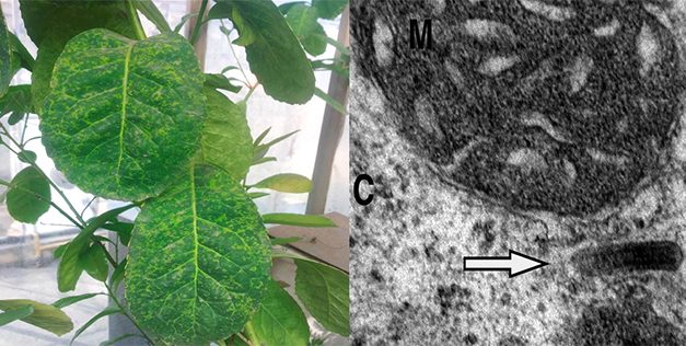 Identifican un virus de la yerba mate 