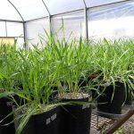 Plantas jóvenes de cebada cultivadas en el invernáculo del Instituto de Investigaciones en Biociencias Agrícolas y Ambientales.