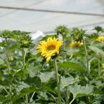 Girasoles en “jaula antipájaro” del campo experimental del Instituto de Biotecnología – CICVyA – INTA CNIA. Créditos: Matías Ottaviani CICVyA – INTA CNIA.