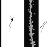 En los ratones viejos sedentarios las dendritas de las neuronas se desarrollaron menos que en los ratones corredores. Además en este último grupo se generaron espinas a través de las cuales las neuronas se enchufan al circuito. 