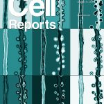 El trabajo liderado por el doctor Alejandro Schinder, investigador del CONICET en el Instituto Leloir, es tapa de la revista Cell Reports.