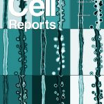 El trabajo liderado por el doctor Alejandro Schinder, investigador del CONICET en el Instituto Leloir, es tapa de la revista Cell Reports.