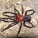 La araña albañil estudiada habita en las sierras bonaerenses. 