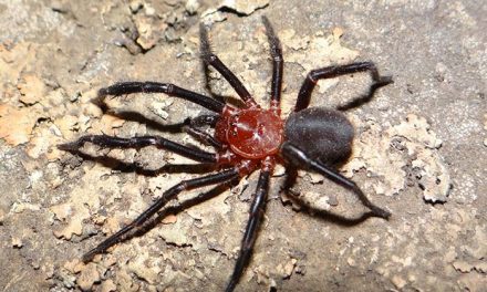 Preocupa la conservación de una rara araña de las sierras bonaerenses