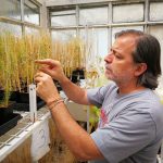 Uno de los autores principales del avance, el doctor Jorge Muschietti, investigador del Instituto de Investigaciones en Ingeniería Genética y Biología Molecular “Dr. Héctor Torres” (INGEBI-CONICET) y de la Facultad de Ciencias Exactas y Naturales de la UBA.  Créditos: Diego Wengier-INGEBI