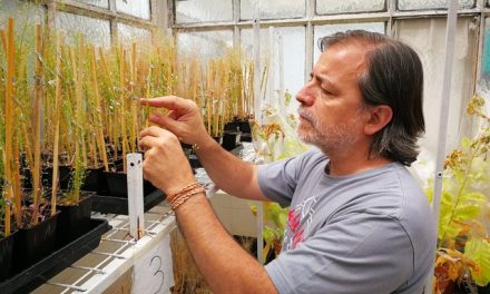 Identifican una pieza clave de la fecundación en plantas