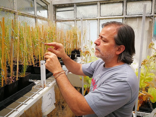 Identifican una pieza clave de la fecundación en plantas