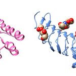 Proteínas con y sin azúcares que comparten un parentesco evolutivo. 