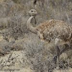 Al ñandú petiso también se lo llama choique en mapuche.   Créditos: Pablo Eguia - http://aves-pe.blogspot.com.ar/ 