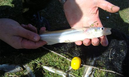 Los anticonceptivos humanos también están afectando la reproducción de peces