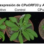 Mutaciones puntuales en el péptido CPuORF33 permitieron la sobreexpresión del gen AtHB1 y la producción consecuente de plantas con mayor número de hojas, tolerantes a la sequía y más longevas. 