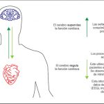 El estudio mostró que los latidos del corazón pueden revelar un residuo de conciencia en pacientes “vegetativos”. Créditos: Federico Raimondo, CONICET-UBA. 