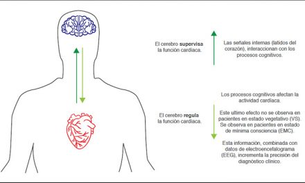 Los latidos del corazón pueden revelar un residuo de conciencia en pacientes “vegetativos”