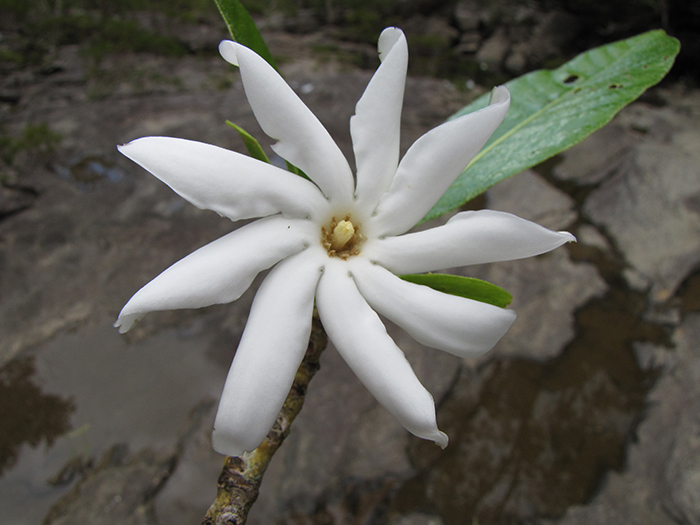 Gardenia oudiepe – una bella planta de Nueva Caledonia – contiene compuestos que podrían ser la base de un fármaco para la gota. Créditos: Hervé Vandrot