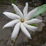 Gardenia oudiepe – una bella planta de Nueva Caledonia – contiene compuestos que podrían ser la base de un fármaco para la gota. Créditos: Hervé Vandrot
