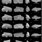 Dientes fósiles de Squalus del Eoceno de la Isla Marambio, Antártida.
