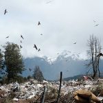 En el basurero de Villa La Angostura hay una gran cantidad de gaviotas. Créditos: Pablo Plaza 