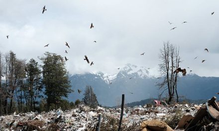 Donde la gente ve basurales, los científicos ven ecosistemas