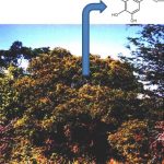 La planta autóctona argentina ‘molle de beber’ con la fórmula química del galato de metilo. 