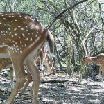 Foto tomada con cámara trampa de un grupo de ciervos en el bosque del Palmar, Entre Ríos. 