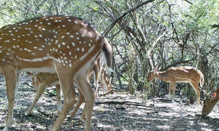 Un ciervo “importado” altera el ecosistema del Parque Nacional El Palmar