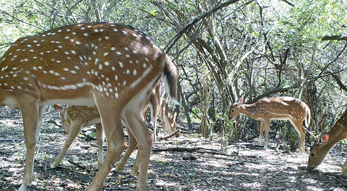 Un ciervo “importado” altera el ecosistema del Parque Nacional El Palmar