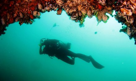 ¿Cómo hacer censos de peces? Científicos proponen un ingenioso método