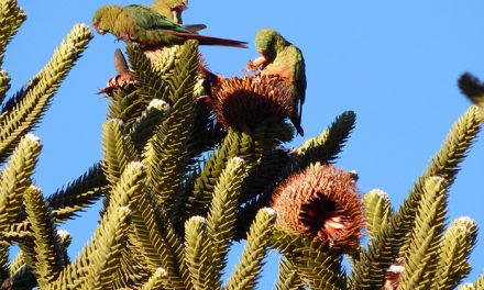 Una cotorra patagónica es vital para la supervivencia de la araucaria