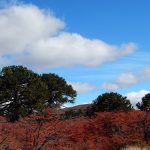 El estudio liderado por los científicos de Bariloche resalta la importancia de la interacción entre la araucaria y las cotorras patagónicas. Créditos: Orlando Mastrantuoni